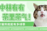 吃瓜娱乐绿茶猫